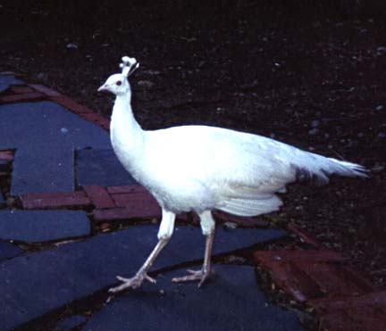 Albino Peacock born on the Pharm
