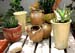 cactus_baskerville_0700001