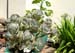 cactus_baskerville_0700002