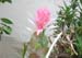 cactus_baskerville_0700003