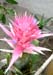 cactus_baskerville_0700004