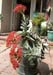 cactus_baskerville_0700005