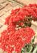 cactus_baskerville_0700006
