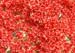 cactus_baskerville_0700007