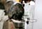 03_brodgulp_103005
