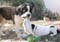 10_brodgild_091805