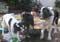 12_gildhortbrod_091805