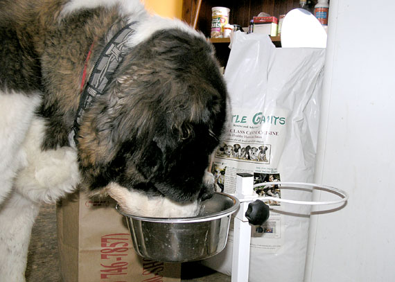 Broderick gulping Gentle Giants Rescue Food  03_brodgulp_103005