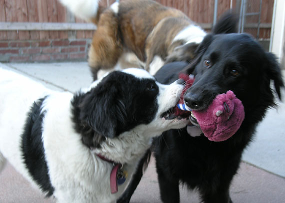 Gilda and Horton in Montecito Heights, 2005 13_gildhort_103005
