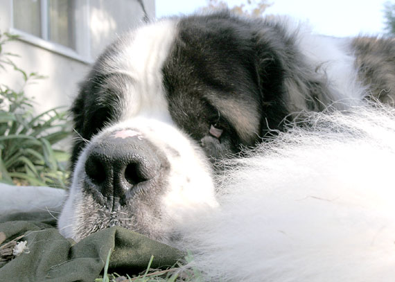 Broderick tuckered 20_brod_091805