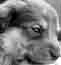 Pup #1