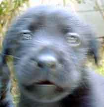 Pup #2 Blur