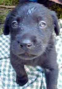 Pup #2 Fish Eye
