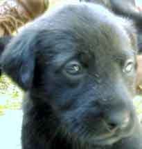 Pup #2 Face