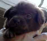 Pup #6