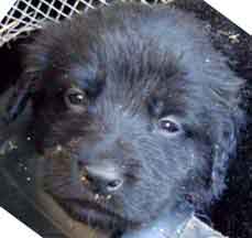Pup #6