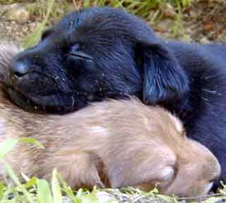 Pups #1 & #6