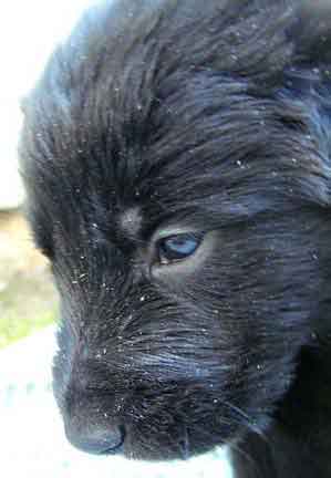 Pup #7 Big
