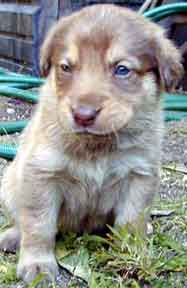 Pup #1