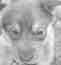 Pup #9