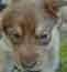 09 Pup The Runt