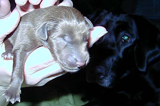 Pup 10 Large Picture