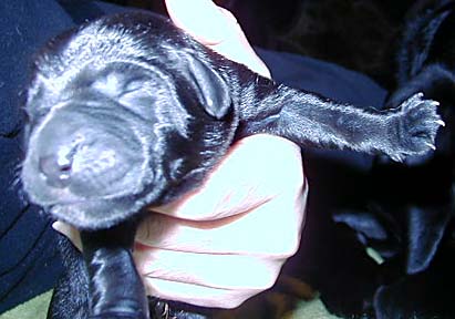 1 Pup