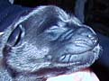 2 Pup