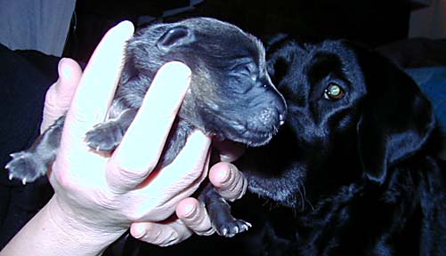 3 Pup Large Picture