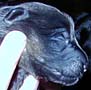3 Pup