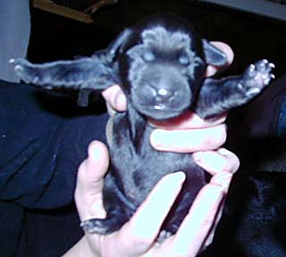 Pup 4 Large Picture