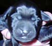 4 Pup