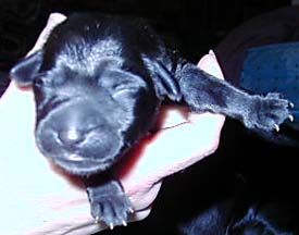 Pup 6 Large