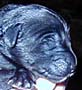 Pup 7