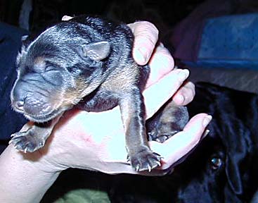 Pup 8 Large Picture