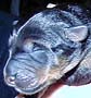 Pup 8