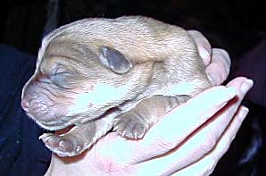 Pup 9 Large Picture