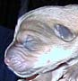 Pup 9