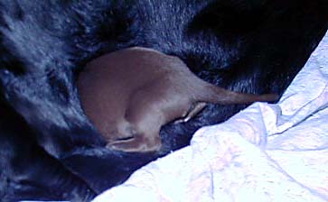 The Runt