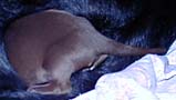 the Runt