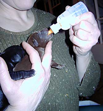 Helen Feeding 3/3/2000